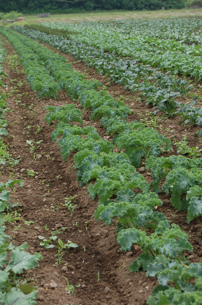 rows of brassicas